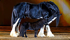 Apassionata gallery image