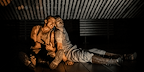 Birdsong gallery image