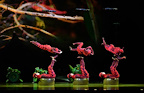 Cirque du Soleil - OVO tickets
