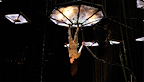 Compagnie du Hanneton / James Thierrée — The Toad Knew tickets