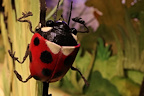Guess How Much I Love You gallery image