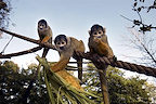 London Zoo gallery image