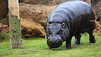 London Zoo gallery image