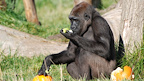 London Zoo gallery image
