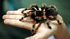 London Zoo gallery image