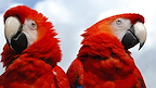 London Zoo gallery image