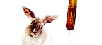 Rabbits tickets