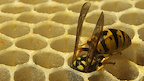 The Wasp tickets London Trafalgar Studios 2