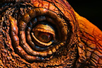 O2 Arena Tickets Walking With Dinosaurs